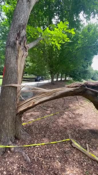Twee Bomen Zijn Versplinterd Versnipperd Takken Een Zware Storm Getroffen — Stockvideo