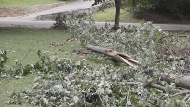 アトランタ ピエモンテ公園で激しい嵐の後 地面に横たわる巨大な堅木の枝に沿ったカメラパン — ストック動画