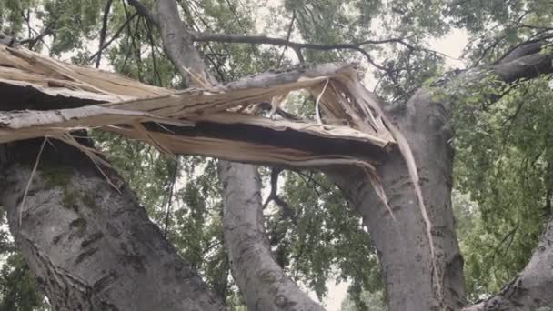 Kamera Pánví Roztříštěnou Rozdrcenou Větev Stromu Silné Vichřici Zasáhla Atlantas — Stock video