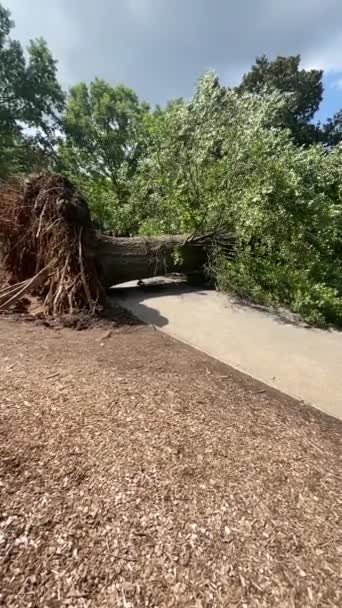 Slow Motion Shot Shows Gigantic Uprooted Tree Blocking Pedestrian Walkway — Stock Video