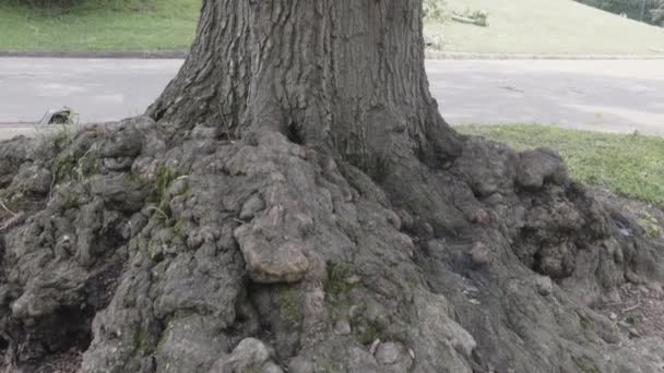 Kamera Pochyla Się Nad Wielkim Drzewem Liściastym Pokrytym Szorstką Pokręconą — Wideo stockowe