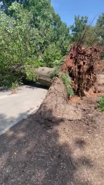 거대한 오래된 나무는 심각한 폭풍이 아틀란티스 피에몬테 공원에서 보행자 도로를 — 비디오