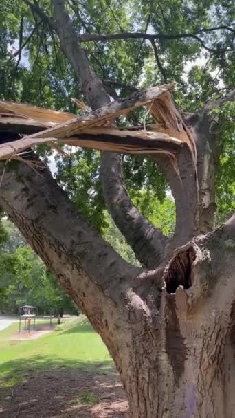 Ogromna Gałąź Drzewa Jest Roztrzaskana Rozerwana Ciężkiej Burzy Atlantas Piedmont — Wideo stockowe