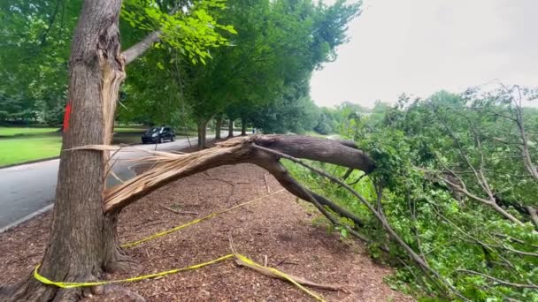 Dvě Obrovské Větve Stromů Jsou Rozštípnuty Roztrhány Silné Bouři Která — Stock video