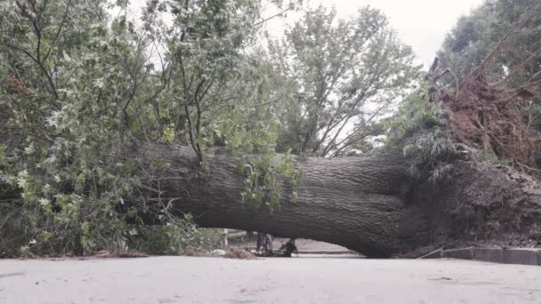 Ett Enormt Gammalt Lövträd Uppryckt Och Ligger Tvärs Över Gångväg — Stockvideo