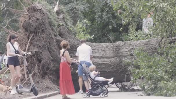 2023年7月22日 美国佐治亚州亚特兰大 2023年7月22日 美国佐治亚州亚特兰大市皮德蒙特公园的一个巨大的 古老的硬木树被连根拔起 挡住了人行横道 — 图库视频影像