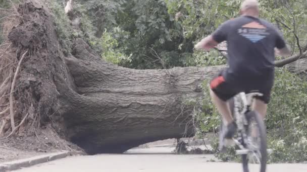 アトランタ Usa 2023年7月22日 ピエモンテ公園のパトロンは 激しい嵐の後に根絶され 歩行者の散歩道をブロックした巨大な古代の木の周りを移動します 2023年7月22日 — ストック動画