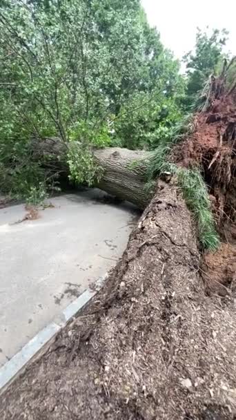 Zpomalený Záběr Ukazuje Gigantický Vyvrácený Strom Který Blokuje Chodník Silné — Stock video