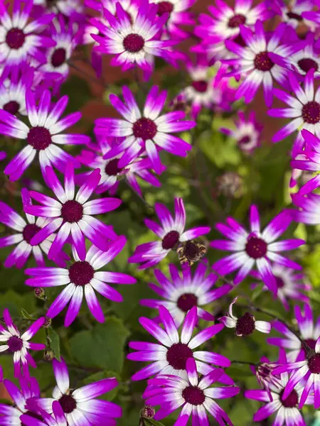 Closeup Shows Pattern Formed Beautiful Lavender Daisies Blooming Springtime Stock Image