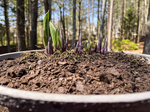 Свіжі Паростки Багаторічної Рослини Просочуються Крізь Ґрунт Появою Весняної Теплої Стокове Фото
