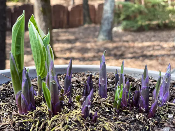 春と暖かい天気の出現で土を通って押し上げる永遠の植物の新鮮な芽 ストックフォト