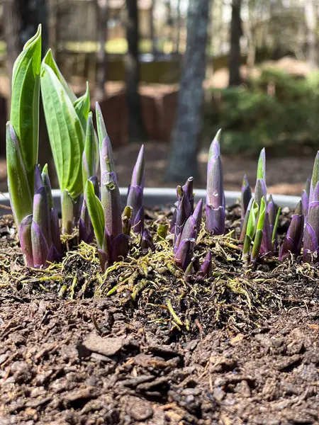 春と暖かい天気の出現で土を通って押し上げる永遠の植物の新鮮な芽 ストックフォト