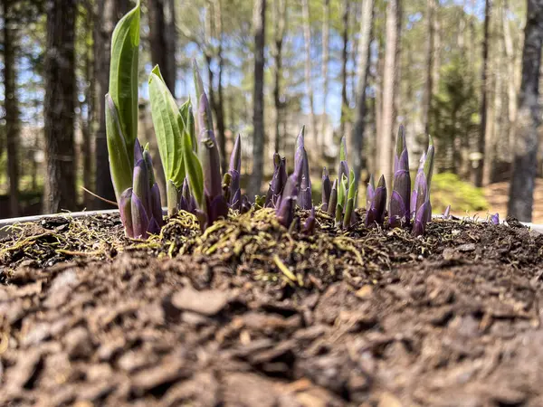 Свіжі Паростки Багаторічної Рослини Просочуються Крізь Ґрунт Появою Весняної Теплої Стокове Зображення