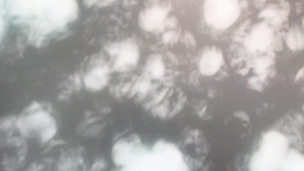 Sombras Folhas Que Sopram Suavemente Vento Contra Uma Sombra Janela — Vídeo de Stock
