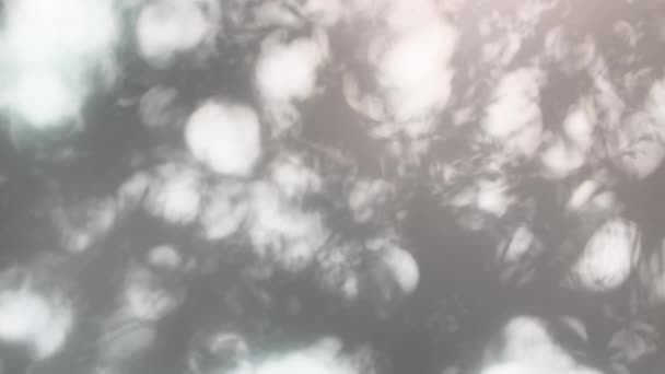 Stíny Listí Jemně Foukající Větru Proti Průsvitnému Stínu Okna Vytvářejí — Stock video