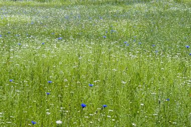 Hayat, mavi karanfiller ve beyaz papatyalardan oluşan ilginç desenler ve grafik arkaplan elementlerinin oluşturulduğu bir alanı gösteriyor..