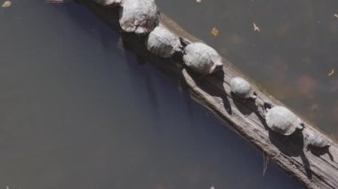 Yukarıdaki statik çekim gösteriyor ki bir grup su kaplumbağası Kuzey Georgia Gölü 'ndeki toplu bir kütüğün üzerinde güneşleniyorlar.. 