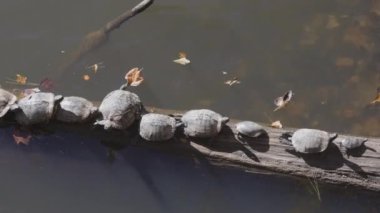 Yukarıdaki statik çekim gösteriyor ki bir grup su kaplumbağası Kuzey Georgia Gölü 'ndeki toplu bir kütüğün üzerinde güneşleniyorlar.. 