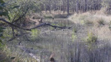 Statik geniş çekim arka plan plakası, Kuzey Georgia parkında büyük bir bataklık arazisinde büyüyen çimen ve çalı yığınlarını gösteriyor..