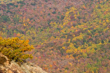 Bir manzara, Kuzey Georgia 'daki Appalachian dağlarının güzel sonbahar renklerini ve yapraklarını gözler önüne seriyor..