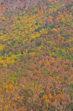 Dikey çekimde Kuzey Georgia 'daki Appalachian dağlarının güzel sonbahar renkleri ve yaprakları sergileniyor..