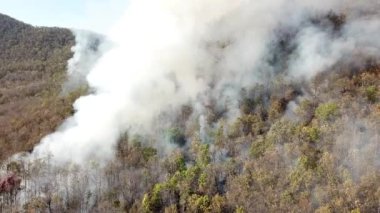 Aerial View Above WildFire Burning Forest