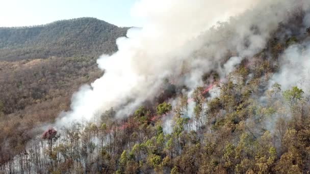Zicht Vanuit Lucht Boven Wildfire Burning Forest — Stockvideo