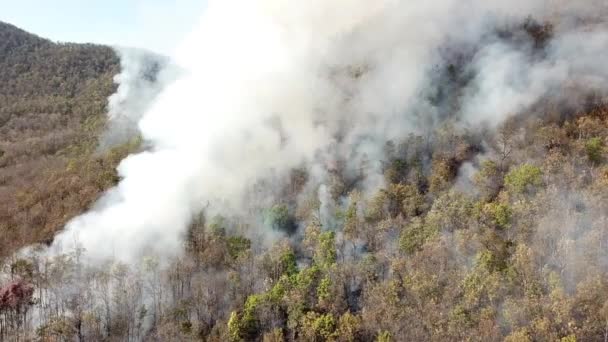 Aerial View Wildfire Burning Forest — Wideo stockowe