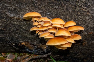 Devrilen bir ağacın kenarında büyüyen mantarlar.