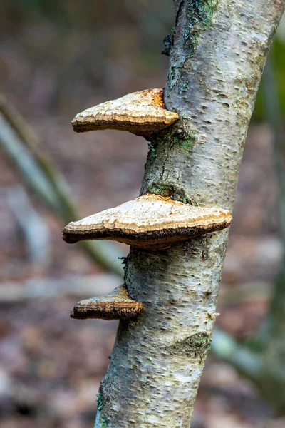 Três Fungos Que Crescem Lado Uma Árvore Contra Uma Profundidade — Fotografia de Stock