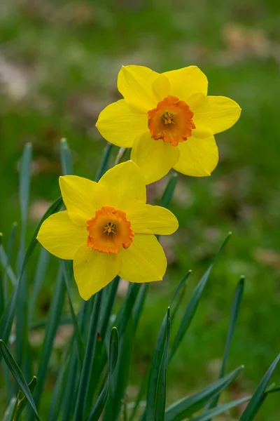Narcissus Fortissimo Nergis Çiçekleri Sığ Alan Derinliğine Sahip — Stok fotoğraf