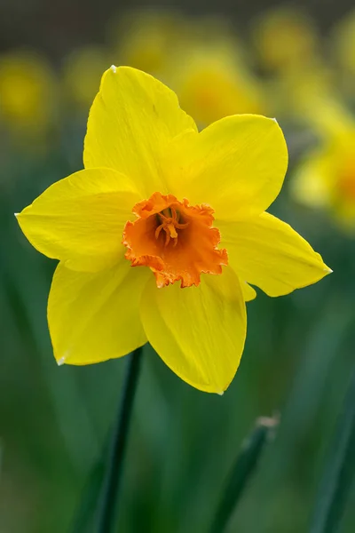 Narcissus Fortissimo Nergis Çiçeğinin Alan Derinliği Sığ — Stok fotoğraf