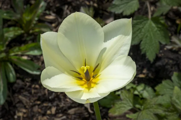 Белый Цветок Тюльпана Показывающий Тычинку Пестик — стоковое фото