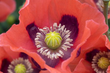 Arka planda iki haşhaş merkeziyle birlikte damga ve pistil gösteren dev bir kırmızı gelinciğin merkezini kapatın.