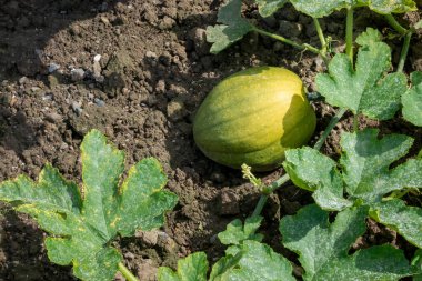 Kırsal bir bahçede karpuz bitkisi