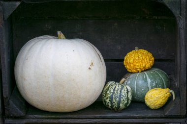 Bir Beyaz Balkabağı ve diğer kabak çeşitleri ahşap bir muhafaza içinde