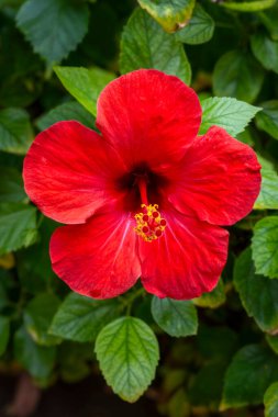Güney İspanya 'dan gelen kırmızı çiçek Hibiscus rosa-sinensis' e bakıyor.