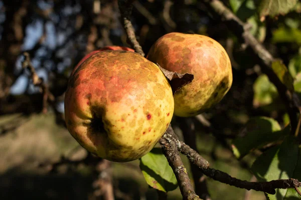 Apples grown without artificial fertilizers on an old apple tree. Organic fruit.