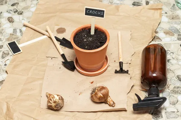 Timsahlar Bir Terracotta Saksısına Yerleştirilir Üst Görünüm — Stok fotoğraf