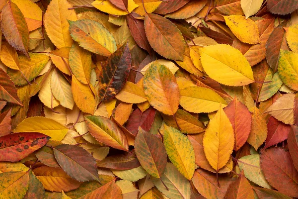 许多黄色和红色的干叶 秋季背景 — 图库照片