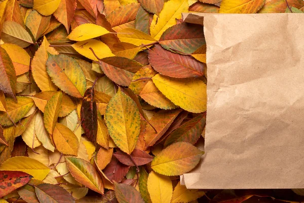 Κίτρινα Και Κόκκινα Φθινοπωρινά Φύλλα Βγαίνουν Από Μια Χάρτινη Σακούλα — Φωτογραφία Αρχείου