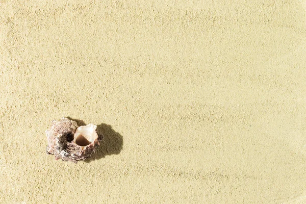 stock image Seashell on the yellow sand. Creative beach concept.