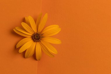 Turuncu arka planda portakal çiçeği. Minimalist düzlük. Kopyalama alanı ile.