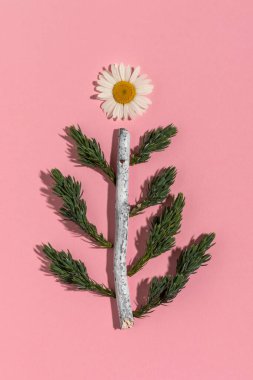 Kış yerleşimi her zaman yeşil ağaç dalından yapılır. Minimalist tarzda Noel ağacı.