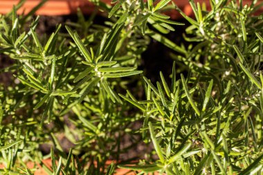 Çiçek saksısı manzaralı biberiye. Yakın plan..