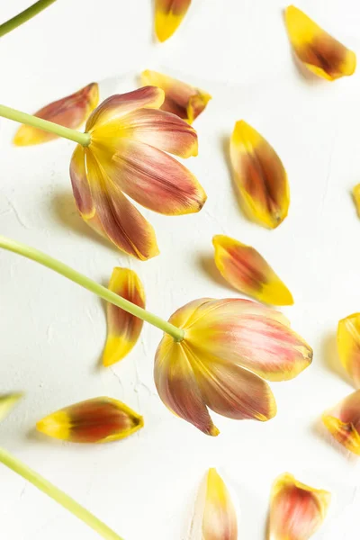 Withered tulips. Fallen petals on background.