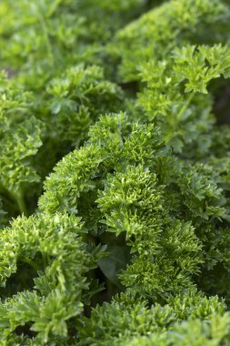 Bahçede yetişen yeşil maydanoz. Kapat..
