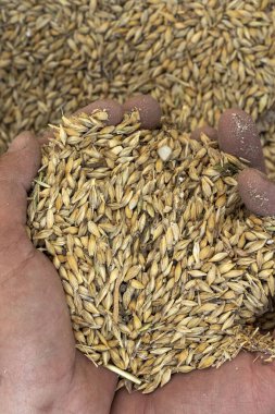 Yakından bir avuç arpa. Arpa tohumu.