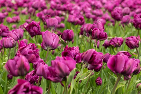 Çiçek Tarlasında Mor Hollanda Laleleri Çiçek Açtı Yakın Plan — Stok fotoğraf