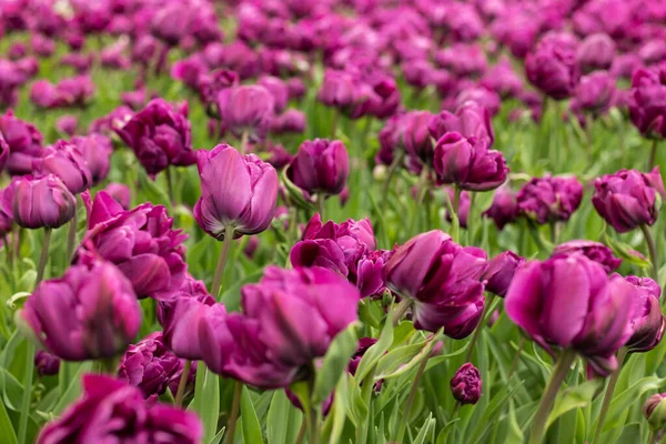 Tulipas Holandesas Roxas Floresceram Canteiro Flores Close — Fotografia de Stock